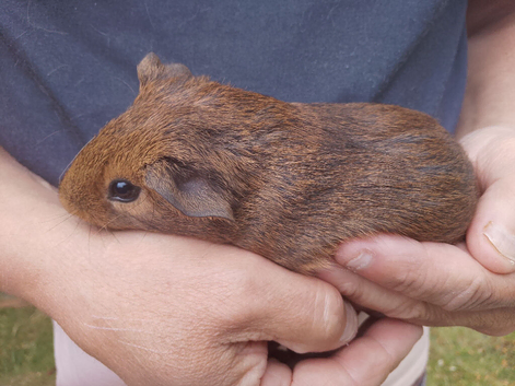 young & adult boars looking for new homes