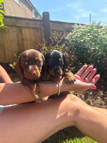 BEAUTIFUL MINITURE DACHSHUND BABIES