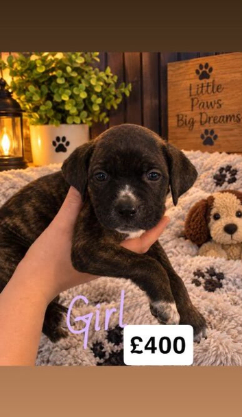 1 cane corso puppy