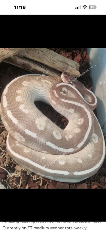 Ball python purple passion