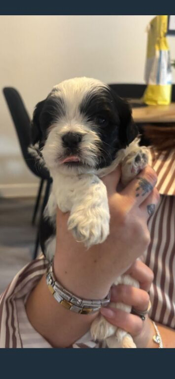 Shih Tzu pups