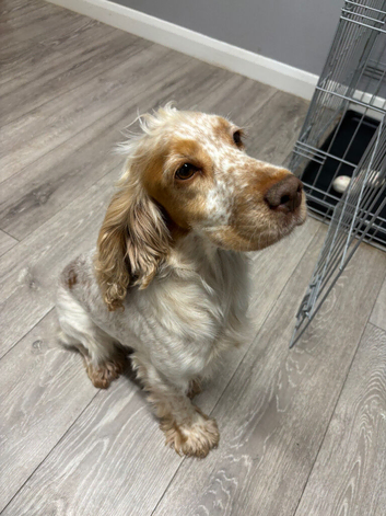 Lilly the cocker spaniel