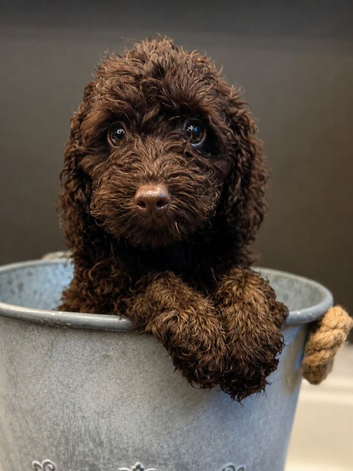 F3 cockapoo puppies last pup remaining !!