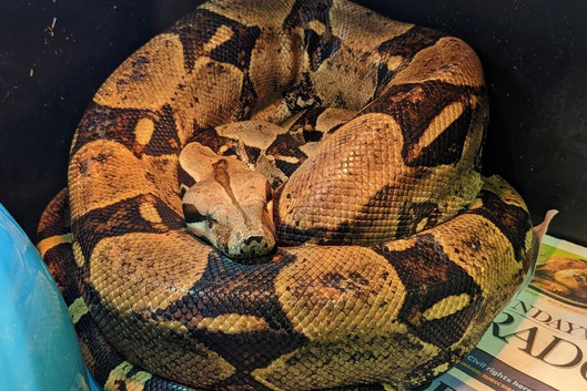Dwarf Bci Boa