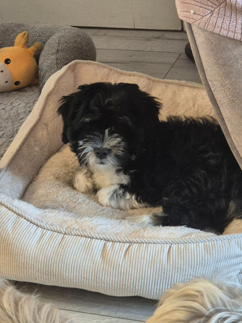 One beautiful morkie   boy left