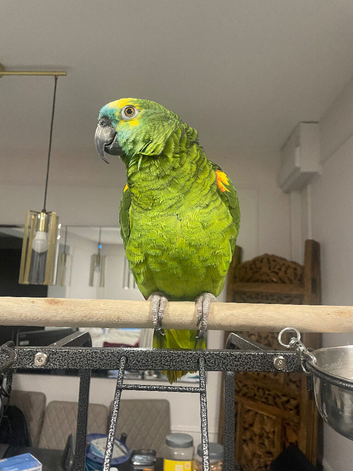 Amazon blue