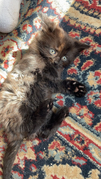 Kitten