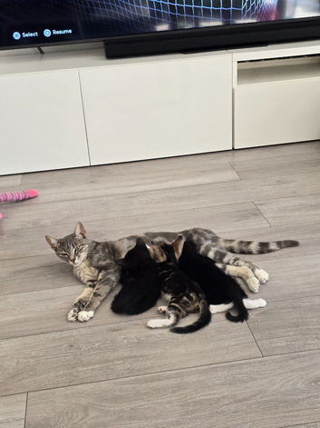 Two Adorable Boy Kittens for Loving Homes