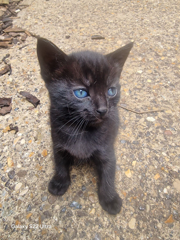 Kitten ready for their forever homes
