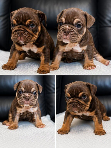 ENGLISH BULLDOGS
