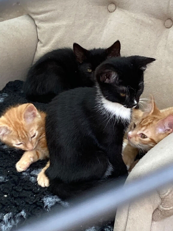 Ginger kitten