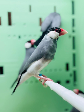 Java finches