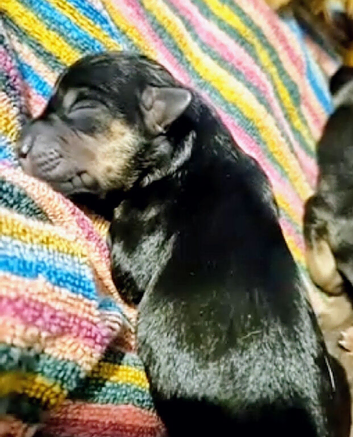 Dachsund x jack