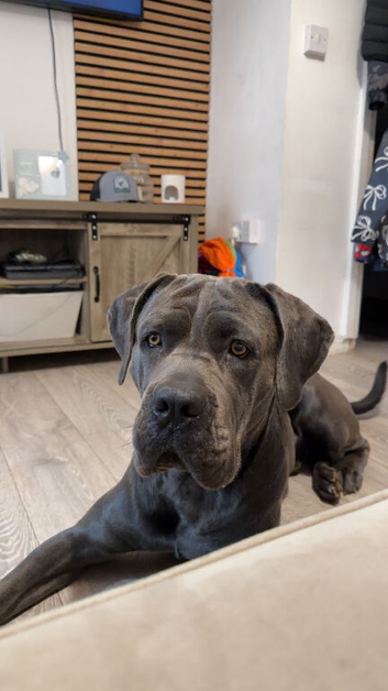 Rex cane corso