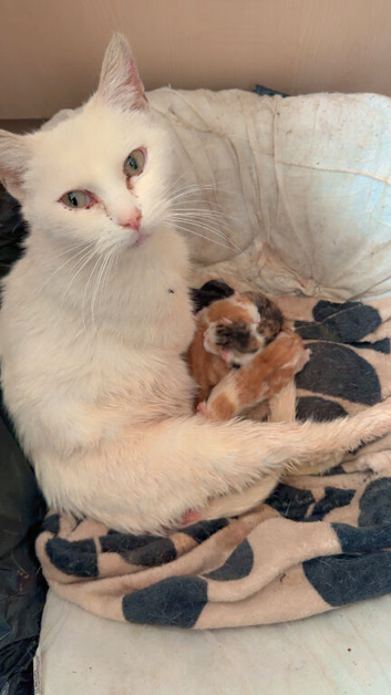Kitten