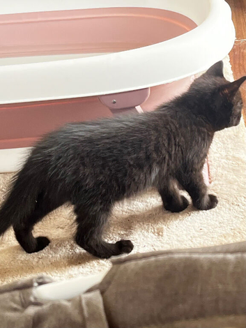 12 week female