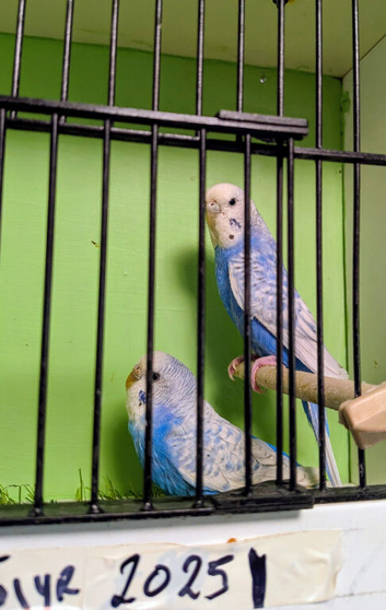 Lrg standard spangle budgies