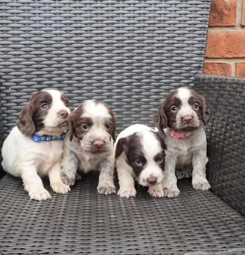 Cocker spaniel pups