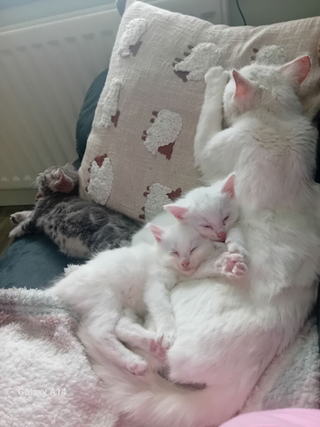 2 beautiful kittens