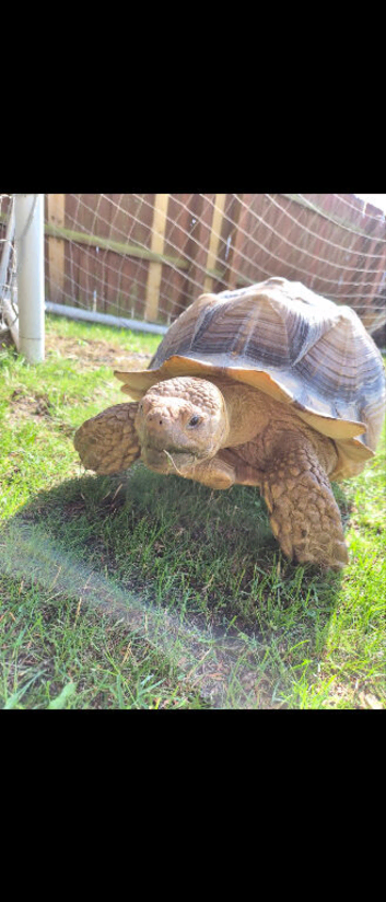 Very large Sulcata tortoise for sale