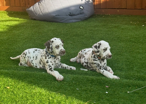 Ready now 3 chunky boys left