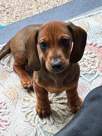 Only 1 Boy pup left