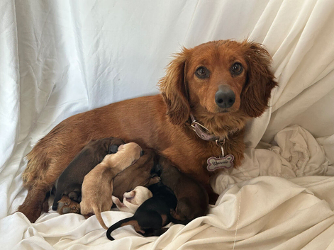 KC REG perfect miniature dachshund