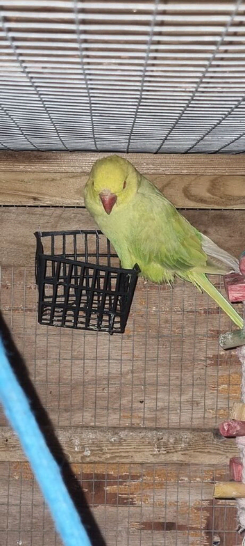 Breeding Pair Ringneck Available