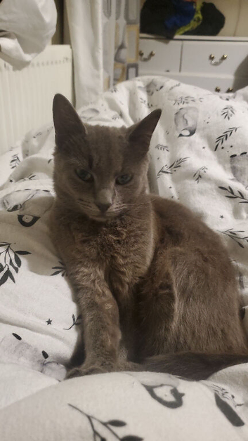 Russian blue X kittens