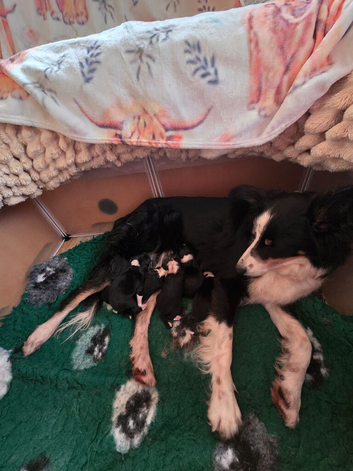 Border collie