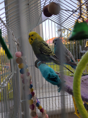 3 Budgies and Cage