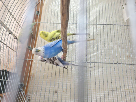 Budgies
