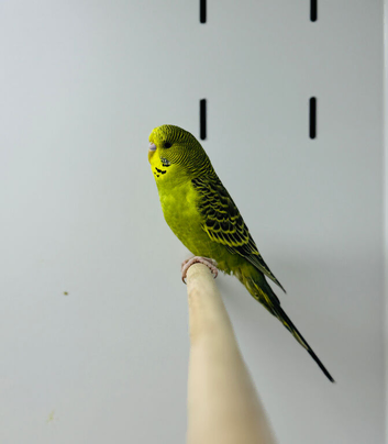 Budgies