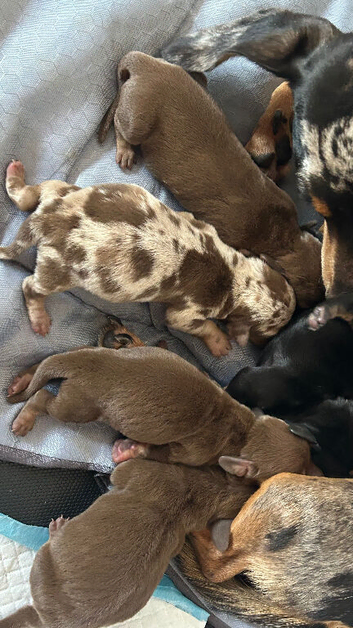 Miniature Dachshund