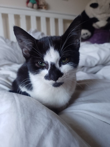 Little boy kittens