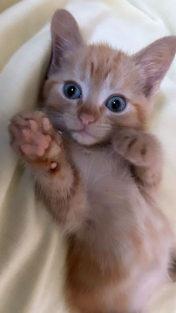 Calico x Scottish straight (URGENT)