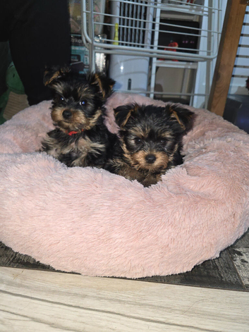 little cuddly loving puppy looking for her new loving home