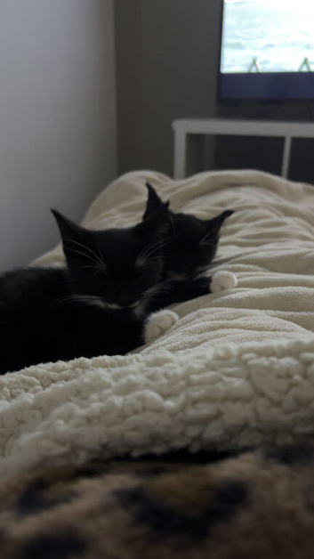 Tuxedo cats