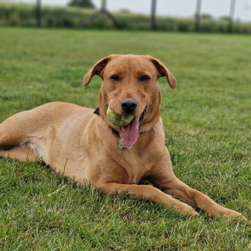 KC registered FOX RED Labrador retrievers