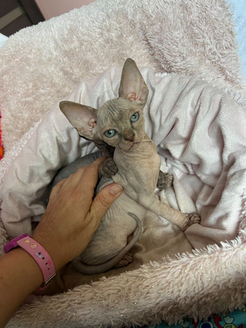 Sphynx kittens Ready for New home in Wisbech