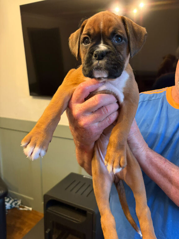 2 Gorgeous Boxer Girls Still Available