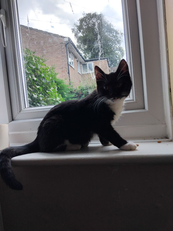 Kitten
