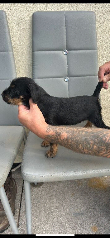Patterdale dog pup