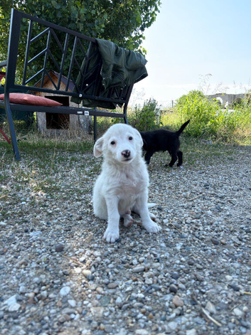 ARNY &ndash; THE SWEETEST LITTLE SNOWBALL LOOKING FOR HIS FOREVER FAMILY