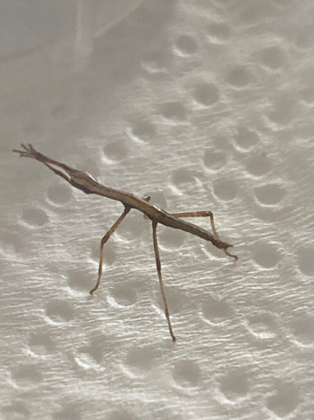 Indian Stick insects