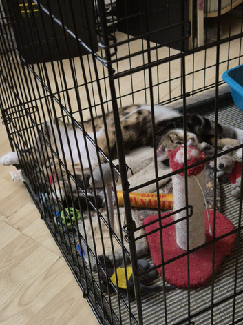 6 months old kitten