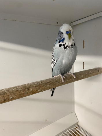 Budgies