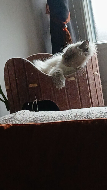 Persian/ bsh