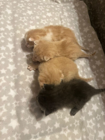 Ragdoll Cross Kittens