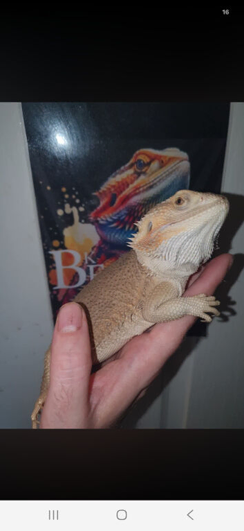 Female witblits het zero